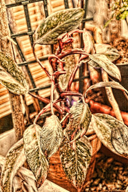 Tall Pink Princess Philodendron with burgundy stems beneath a grow light