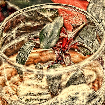 Pink Princess Philodendron cutting growing in a glass vessel with stones