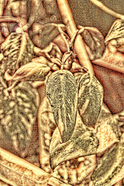 Young Pink Princess Philodendron with dark leaves and rosy stems